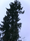 Baumfällen Bild 3